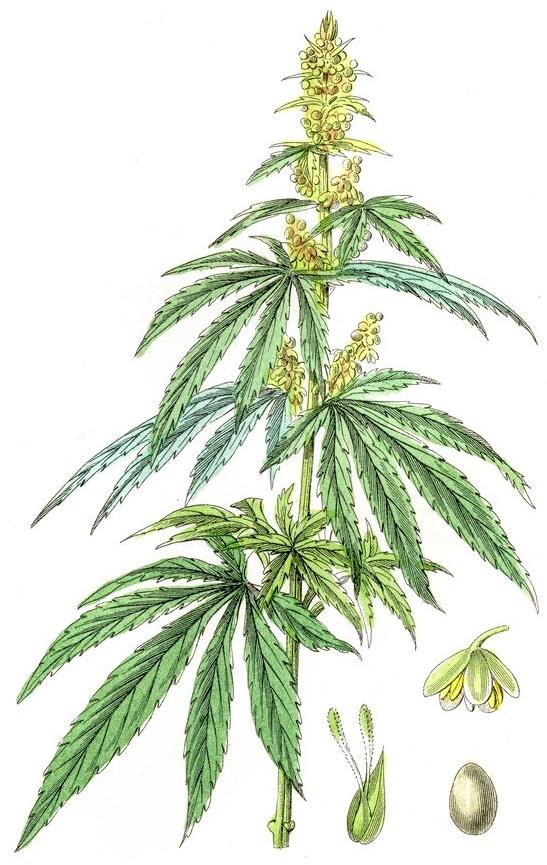 ИНФОРМАЦИОННЫЙ ЛИСТОК РОССЕЛЬХОЗЦЕНТРА.