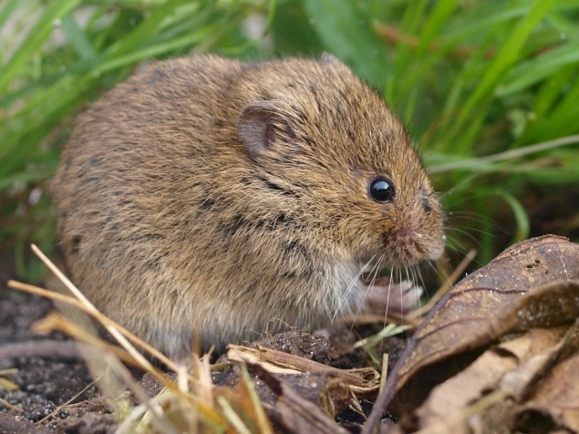 СИГНАЛИЗАЦИОННОЕ СООБЩЕНИЕ РОССЕЛЬХОЗЦЕНТРА.